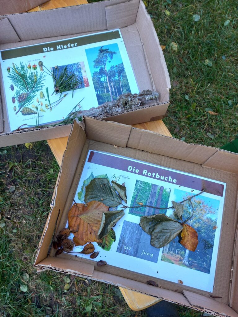 wald natura abenteuer erlebnis kinder jugendlichen rostock schule kita kindergarten klassenfahrt wandertag ausflug wandertage ausflüge schnitzen übernachtung waldvorschule naturforscher nachmittagsgruppe hobby freie spielen lernen survival bushcraft achsamkeit baum entdeckung mecklenburg-vorpommen wildnis wildnispädagogie teambuilding spaß